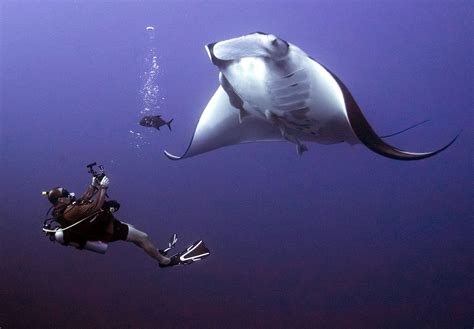 From graceful gliders to aerial acrobats: The unique behavior of Hawaii's manta rays